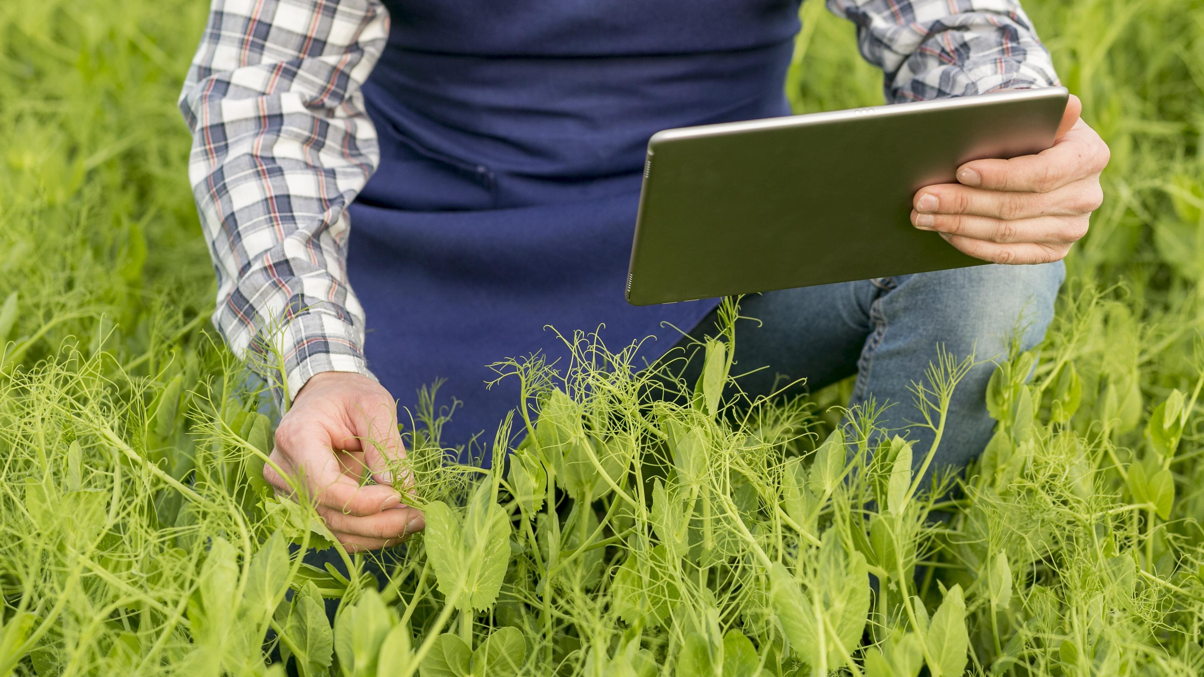 Некрасивые проблемы сервиса в создании красивого сада 